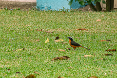 Cossypha albicapillus albicapillus