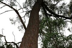 Eucalyptus baileyana