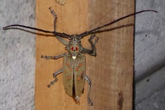 Batocera rufomaculata