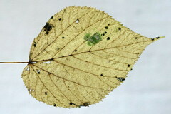 Stigmella tiliae
