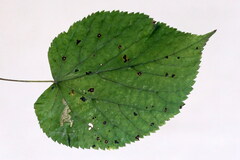 Stigmella tiliae