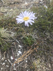 Brachyscome spathulata