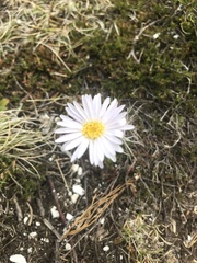 Brachyscome spathulata