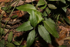 Notelaea ovata