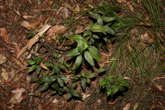 Notelaea ovata