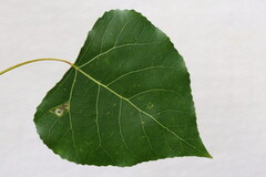 Stigmella trimaculella