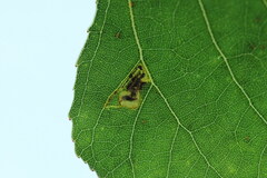Stigmella trimaculella