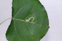 Stigmella trimaculella