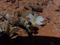Monsonia multifida