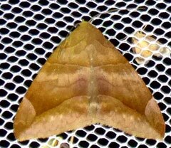 Bastilla maturescens