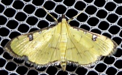 Goniorhynchus gratalis