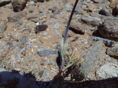 Monsonia multifida