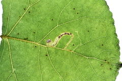Stigmella trimaculella