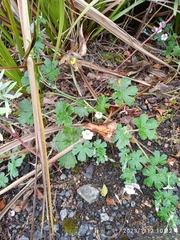 Geranium traversii