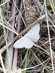 Scopula optivata