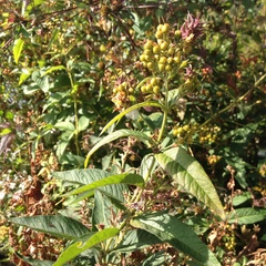 Lysimachia vulgaris