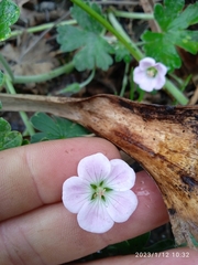 Geranium traversii