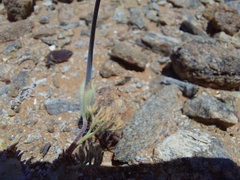 Monsonia multifida