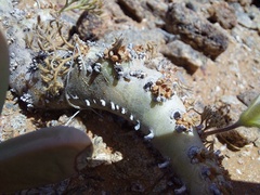 Monsonia multifida