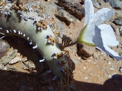 Monsonia multifida