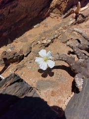 Monsonia multifida