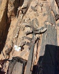 Monsonia multifida
