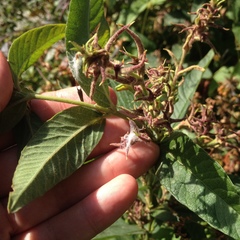 Lysimachia vulgaris