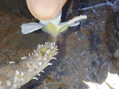 Monsonia multifida