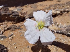 Monsonia multifida