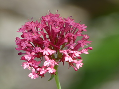 Centranthus ruber