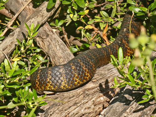 Eastern Tiger Snake sighting