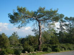Pinus brutia