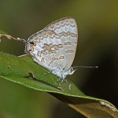 Catopyrops florinda