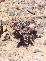 Eberlanzia ebracteata