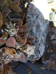 Eberlanzia ebracteata