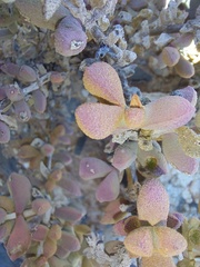 Eberlanzia ebracteata