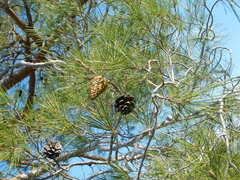 Pinus brutia