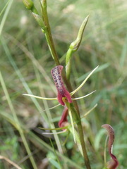 Cryptostylis leptochila