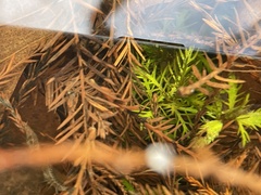 Proserpinaca palustris