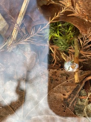 Proserpinaca palustris