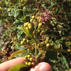 Lysimachia vulgaris