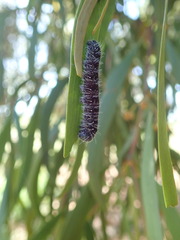 Delias harpalyce