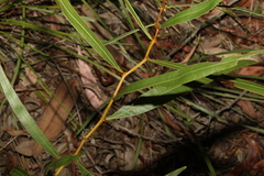 Acacia macradenia
