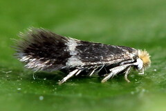 Stigmella