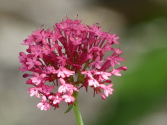 Centranthus ruber