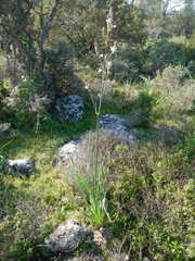 Asphodelus ramosus