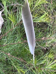 Manorina melanocephala