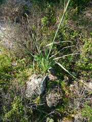Asphodelus ramosus