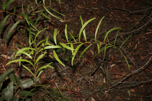 Image of Acacia macradenia by (c) Greg Tasney, some rights reserved (CC BY-SA)