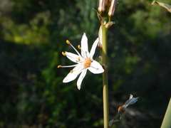 Asphodelus ramosus